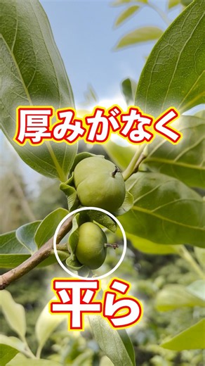 種なしの見分け方【富有柿】#柿の摘果