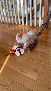 154K views · 8.9K reactions |  Santa got run over by a reindee… err, a Barney?    #barneythewestcoastcockatoo | Barney the West Coast Cockatoo | Facebook