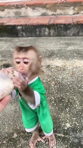 Baby monkey so cute🍼🍼♥️#funny #monkey #fyp #animals #trending
