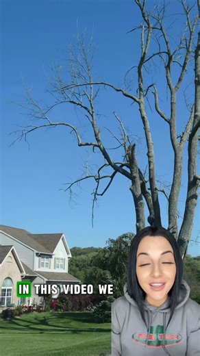 In our last video, we showed how we safely handle a big municipal ash tree removal 🌲💪 Now here’s the why. Meet the emerald ash beetle, also called the emerald ash borer 🐞 This tiny bug has killed millions of ash trees across Ontario by cutting off their water and nutrients from the inside out. Dead ash trees become brittle, unpredictable, and dangerous fast ⚠️ That’s why so many have to come down before they fall on their own. Small bug. Big problem. That’s where Tree Tech comes in 🚜🌲 #Tree