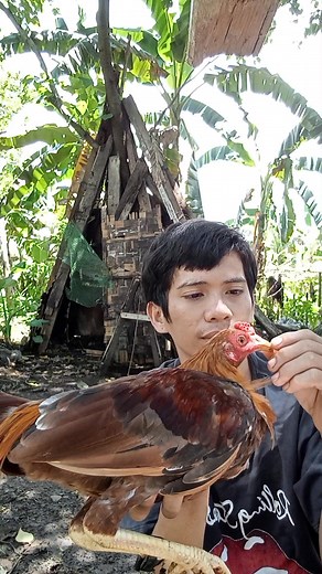 Early maturing solid 🐓♥️💪 #mgakamanok #highlight #jjdgamefarm | April John M Labalan