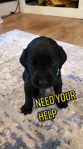 When the other puppies are being mean, but you're friends with the #greatdane #labsetter #funnyanimals #puppies