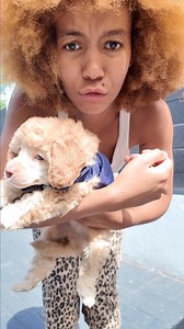 Meet my Toy Poodles #dogmom #pups #toypoodle | kaylakimkay