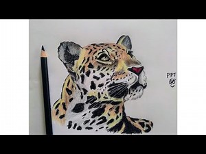 How to Draw a Leopard // Leopard Easy draw Tutorial //step by step color pencil drawing