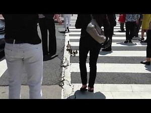 DC ducklings crossing K Street, part 2