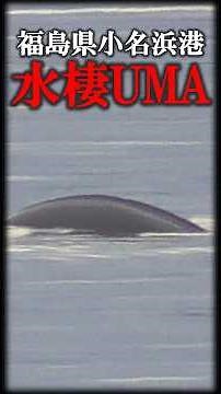 福島県小名浜港で得体の知れない謎生物が目撃される#shorts