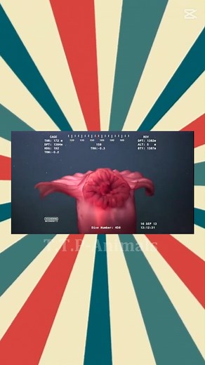 Enypniastes eximia | T.T.P-Animals