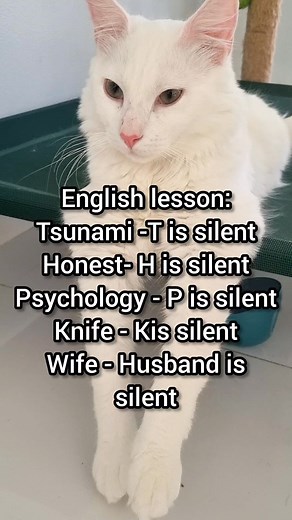 English lesson 😂 | Leo Cat