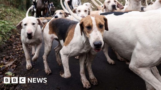 Probe as drone footage appears to show illegal fox hunt