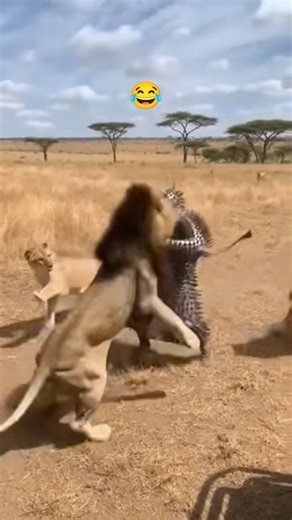 A new way to protect yourself from lions😂 #lions #lion #africa