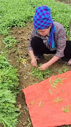 Ly Tieu Dua returns to work after the traditional Tet holiday #19 | Ly Tieu Ly