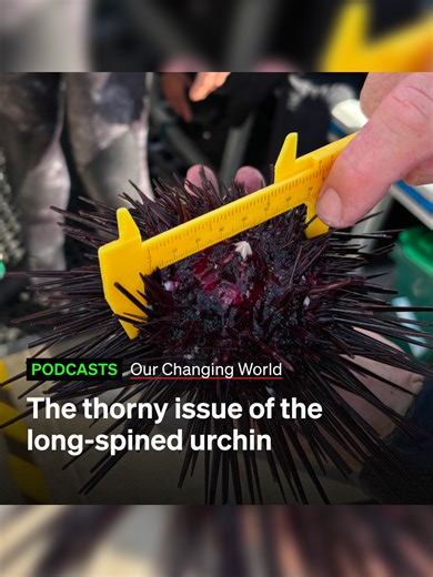 A native species is taking over our jewel-in-the crown marine reserve. But what can be done? Centrostephanus, the long-spined urchin, is munching its way through the world-renowned rock walls and kelp beds of the Poor Knights Islands. DOC staff, a local hapū and University of Auckland scientists have teamed up to run removal trials to investigate whether this might be a way to manage its march. Learn more by listening to the Our Changing World podcast via the link in RNZ's bio #nz #sealife #cons