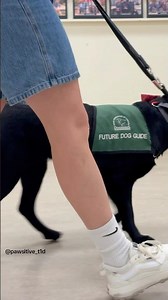 A Future Dog Guide in training to a seizure response/ diabetes alert Service Dog #dog #servicedog