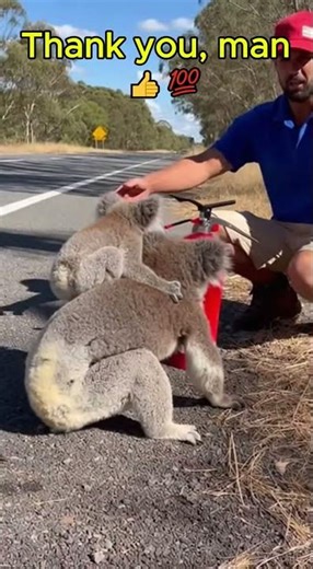 Python Attacks Mother Koala — Hero Saves Baby in Seconds 😱🐨🐍 #wildlife #koala #python #snake
