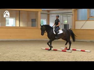 Springreiten lernen durch die Arbeit mit Cavaletti | G.-C. Bödicker, H.-W. Johannsmann, F. Lutter