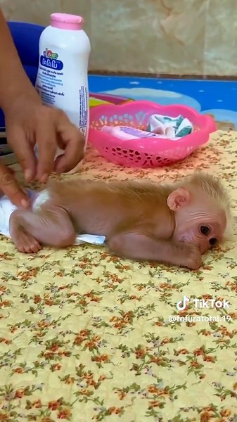 Macaquinhos Brincando e se Divertindo
