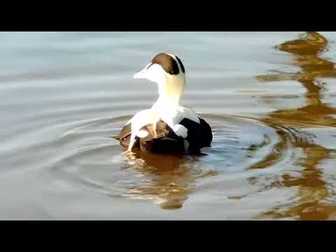 Common Eider Duck