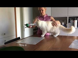 Train your cat to use the AeroKat inhaler (5 minute version)