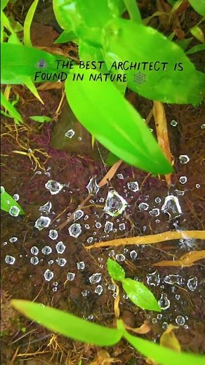 🕸️ How Spider Webs Are Made | Crafted by Nature #spider #shorts