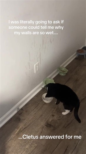 Cletus the Cat Makes a Splash!