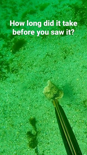 22K views · 95 reactions | STABBING A LEMON SOLE  #eatwhatyoucatch #sustainability #spearfishing #freediving | Corokinaboy | Facebook