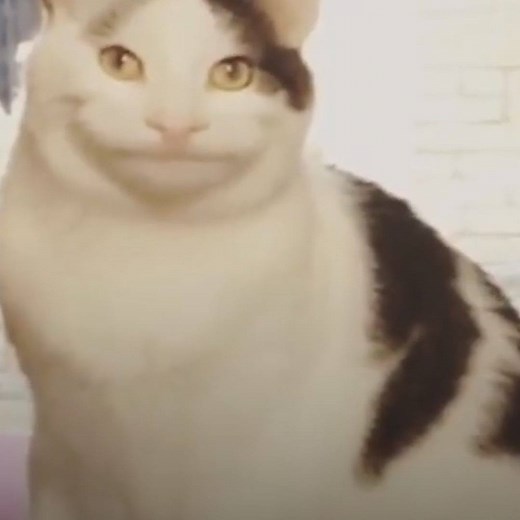 15M views · 178K reactions | Cats are a never-ending source of entertainment...  | LADbible | Facebook