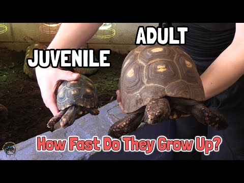 How Long Does it Take a Red Foot Tortoise to Grow Up?