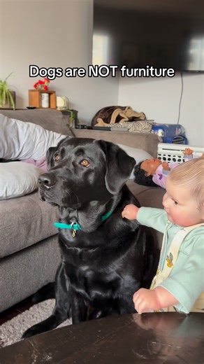 Pulling up on a dog is never okay. ❌ It might seem like a harmless way for a child to steady themselves, but to a dog, it can be painful and scary. Dogs have spines, muscles, and joints that aren’t made to support our weight — even a quick pull can cause strain or injury. And when a dog gets hurt or frightened, they may react out of fear, putting your child at risk too. This isn’t about blame — it’s about safety. Teaching kids not to pull, climb, or lean on dogs protects both your child and your