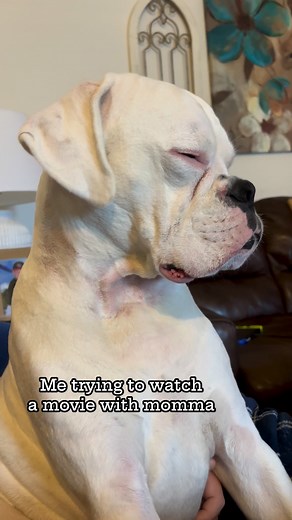 My boxer always gets so sleepy. 😂🥰 #boxer #boxerdog #ilovemydog #boxers #boxerlover #sassythewhiteboxer #doglover #iloveher Boxer@Boxer I Love My Boxers | Sassythewhiteboxer