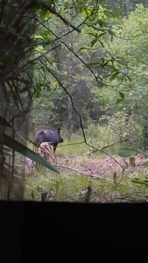 Giant | hogzilla | #pig #hog #Boar #boarhog #swine #texashoghunting#texashog #texaspig#texashunting