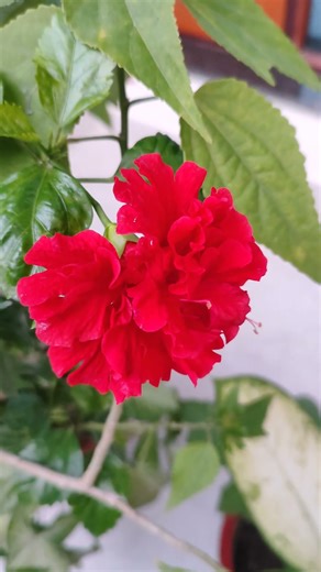 "📸 Poco X5 Pro Camera Test | Stunning Shots & Details!#PocoX5Pro#CameraTest #ShotOniPhone#TechShorts