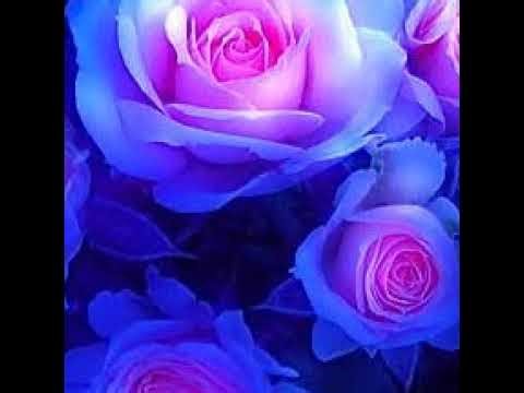 MW3 - Multiplayer Search and Destroy