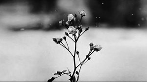 Chopin - Spring Waltz