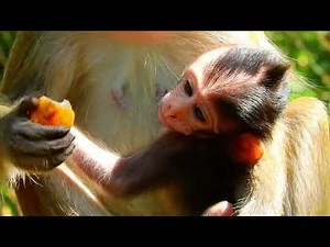 🔴 LIVE: Watch Baby Monkeys Learn to Survive in the Wild!