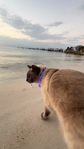 #arno #arnothecat #arnotheamazingcat | Arno The Amazing Cat