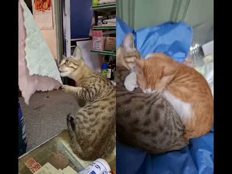 trying this million views colab. love it..🐱🤣🤪 #colabisreal #dont_forget_to_like_and_subscribe