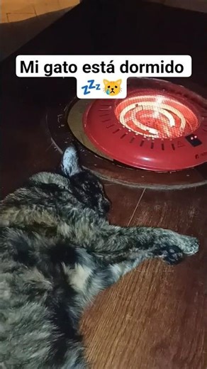 Suscribete para llegar a los 100k suscriptores 😿♥️ #gato #shorts #dormir