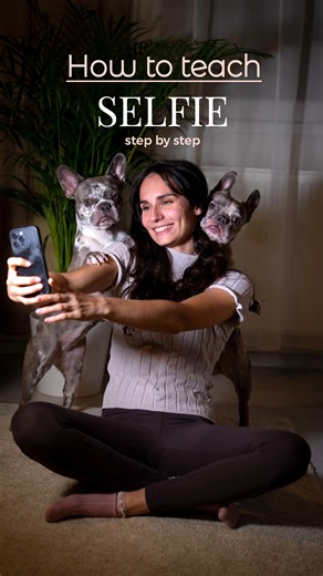 BELLA & DIOR | FRENCH BULLDOGS on Instagram: "Want better selfies with your dog? 📸 Here’s how to teach the “SELFIE” pose: Step 1: Lure Paws Up on your lower arm + reward in position (then toss a treat after) Step 2: Gradually raise it to your upper arm/shoulder Step 3: Keep treats in both hands (so you can reward fast) Step 4: Lure your dog behind you into a sit + help into Paws Up Step 5: Once they hop up, feed a few quick treats to reinforce the position Step 6: Add a “fake phone” target (hol