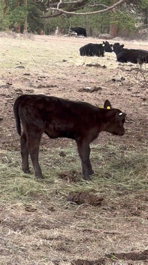 Some calving highlights! #cow #calf #ranch #babyanimals #mountains #colorado