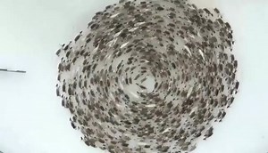 A mesmerizing clip of an impressive "Reindeer Cyclone" ! This phenomenon is not literally a meteorological cyclone -- unless (of course) it involves Santa's own group of flying reindeer. Behold a swirling mass of threatened reindeer stampeding in a circle!! They are moving in this pattern, making it hard (or impossible) for a predator to target one individual. Here the fawns and does are protected in the middle (center) as the bucks move in the periphery. Click for some related reading: https://