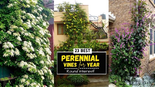 23 Best Perennial Vines For Year-Round Interest!.