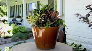 98K views · 4.3K reactions | Houseplant Arrangement  Full Video - https://youtu.be/Sg-ei6XaYWc | Garden Answer | Facebook