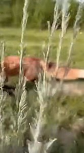 Lightning-fast reflexes decide everything as a fox charges and a rabbit escapes using pure speed and terrain. 🐾🌿 | Viral Shot