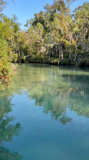 Happy first Manatee Monday from Homosassa Springs Wildlife State Park! | Friends of Homosassa Springs Wildlife Park