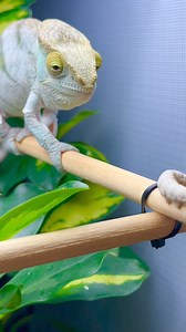 Orange eye Parson’s chameleon eating a silkworm… | Primo Chameleons