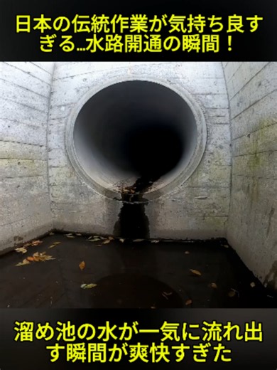 〜溜め池からの用水に水を通します。【スッキリ！】#用水路 #詰まり #スッキリ #田んぼ #農業 #ASMR #ビフォーアフター #おすすめ #fyp #viral #xuhuong #satisfying #foryou #japan