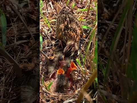 Mother Bird Feeding Hungry Baby Birds in Nest – Cute Wildlife Moment
