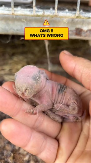 OMG ‼️ cannibal at the rabbit what happenend here #rabbit #animals #kelinci #petadoption #cutebunny | Haris Sasmita