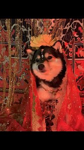 1.4M views · 63K reactions | spa day!#littlemanyu #dogsofinstagram #cute #shibainu #asmr | Dogs care | Facebook