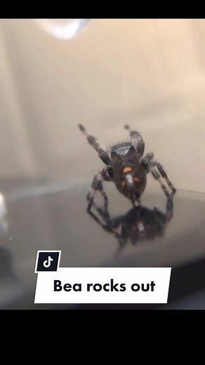 Dance Like Nobody's Watching with Mini Robomuppets